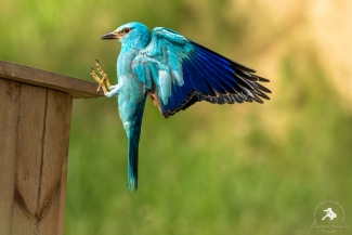 Nature conservation